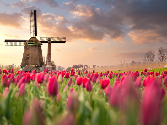 NT2, Nederlands als tweede taal