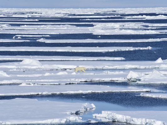 De Arktis, het unieke poolgebied